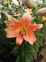 [4145 Zelmira No02.JPG]